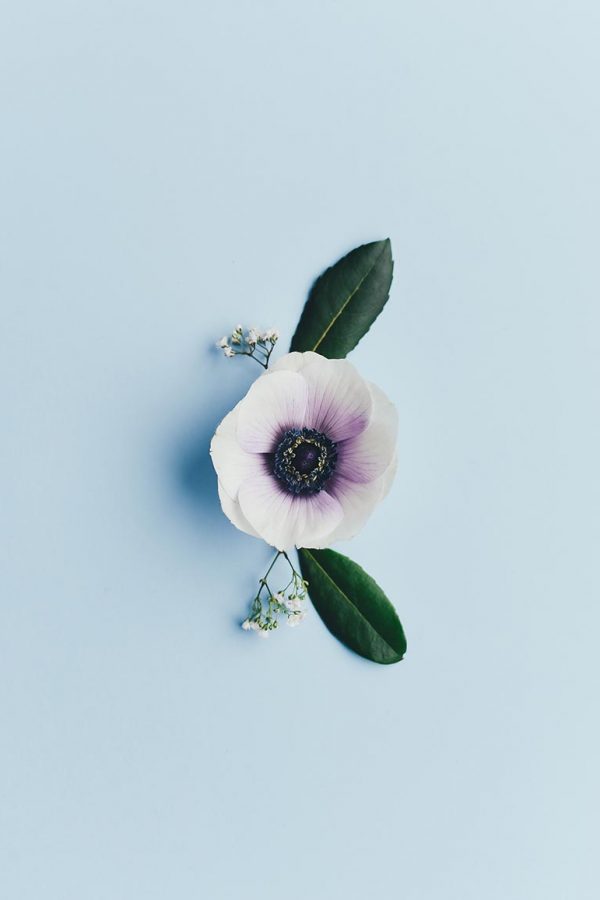 flower-1 flower-1